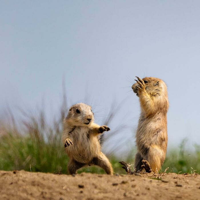 40 Perfectly Timed Wildlife Photos From The Comedy Wildlife Photography Awards