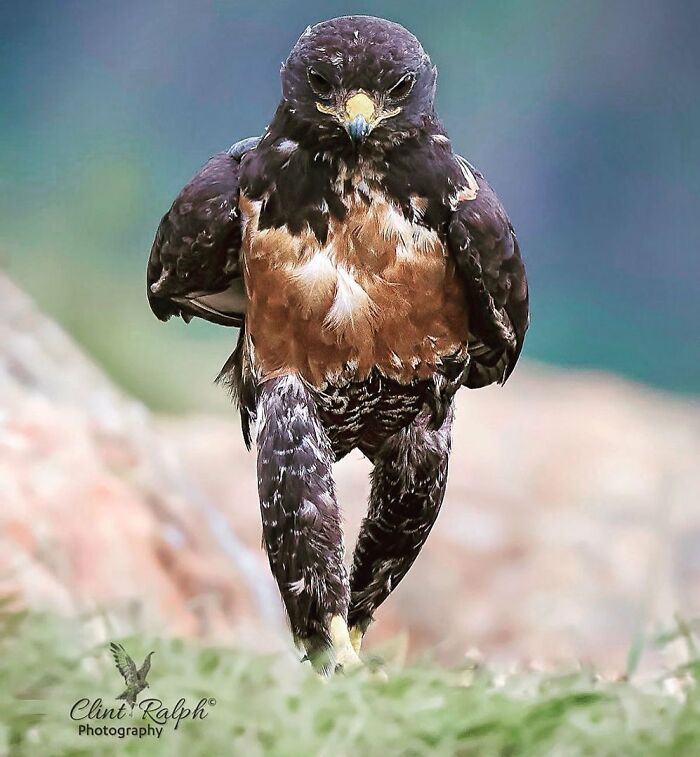 40 Perfectly Timed Wildlife Photos From The Comedy Wildlife Photography Awards