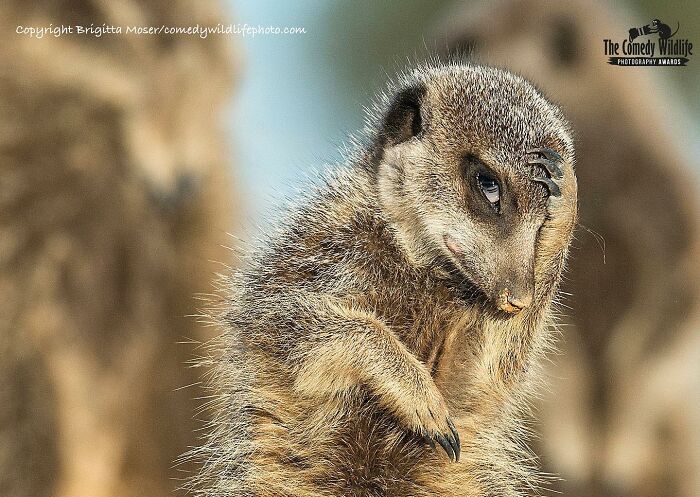 40 Perfectly Timed Wildlife Photos From The Comedy Wildlife Photography Awards