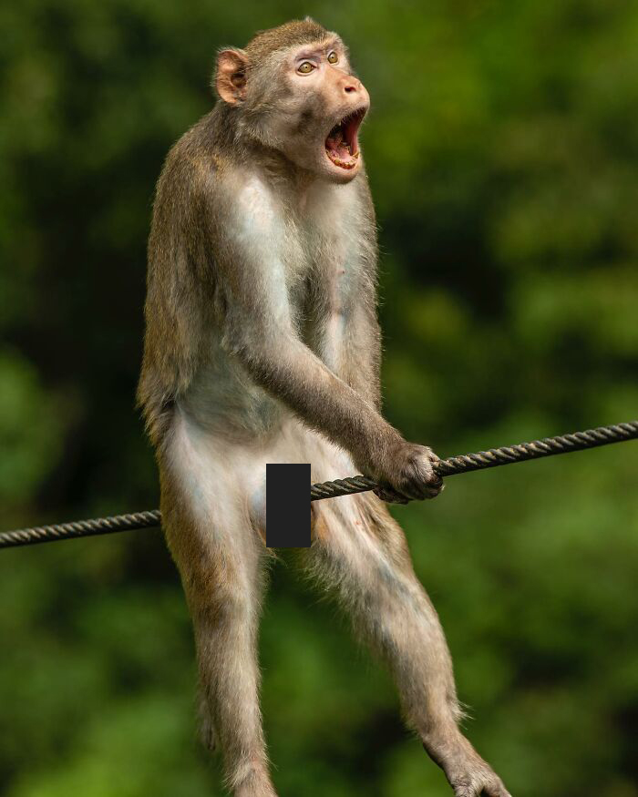 40 Perfectly Timed Wildlife Photos From The Comedy Wildlife Photography Awards