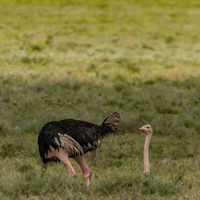 40 Perfectly Timed Wildlife Photos From The Comedy Wildlife Photography Awards
