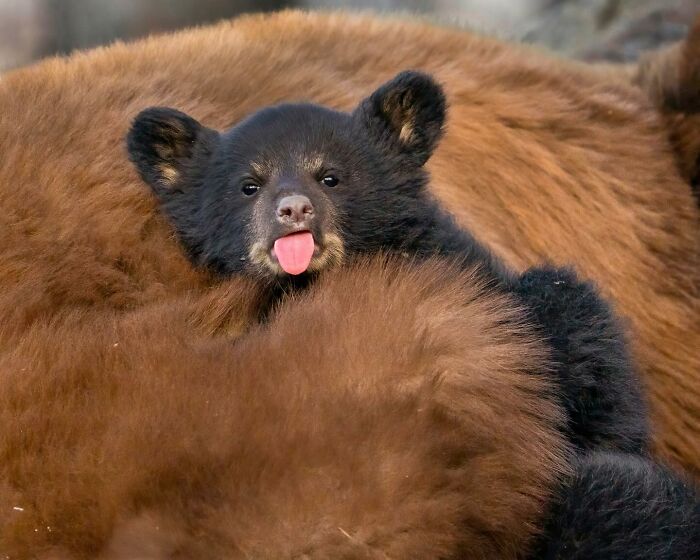 40 Perfectly Timed Wildlife Photos From The Comedy Wildlife Photography Awards