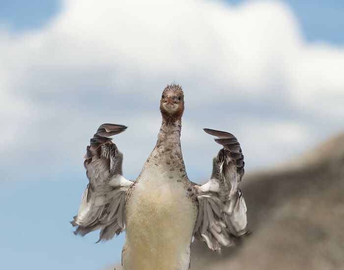 40 Perfectly Timed Wildlife Photos From The Comedy Wildlife Photography Awards