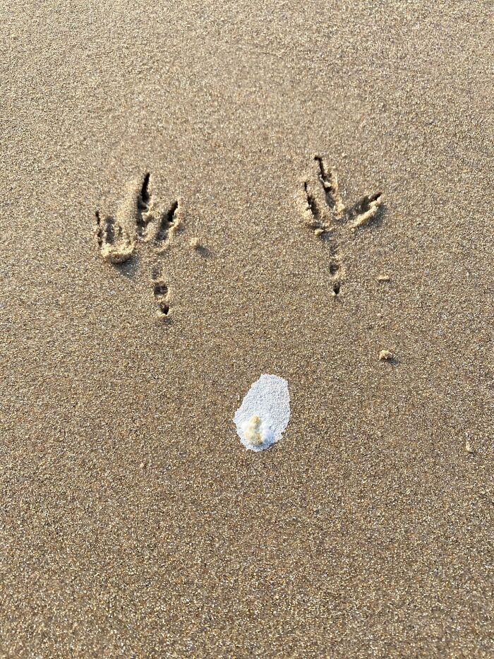 40 Perfectly Timed Wildlife Photos From The Comedy Wildlife Photography Awards