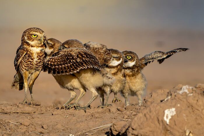 40 Perfectly Timed Wildlife Photos From The Comedy Wildlife Photography Awards
