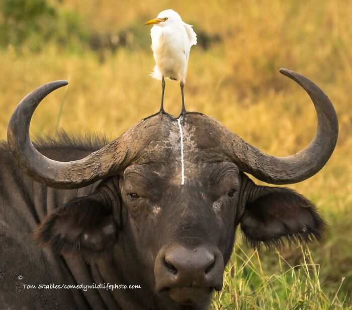 40 Perfectly Timed Wildlife Photos From The Comedy Wildlife Photography Awards