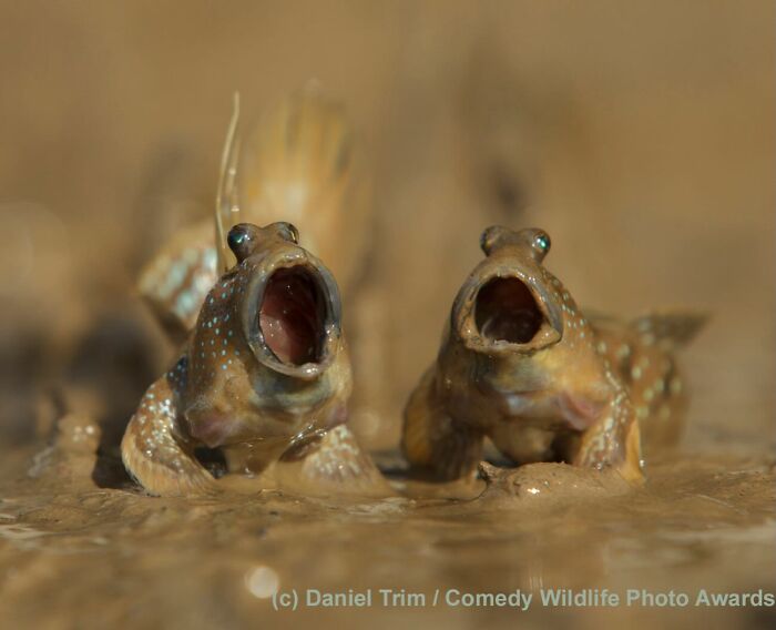 40 Perfectly Timed Wildlife Photos From The Comedy Wildlife Photography Awards