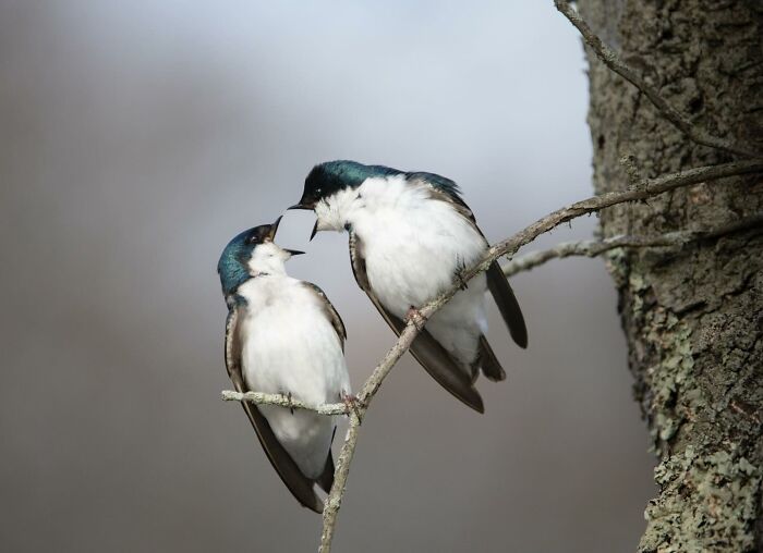 40 Perfectly Timed Wildlife Photos From The Comedy Wildlife Photography Awards