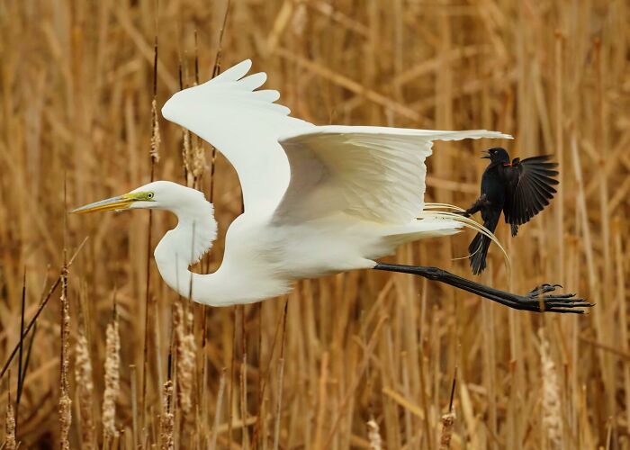 40 Perfectly Timed Wildlife Photos From The Comedy Wildlife Photography Awards