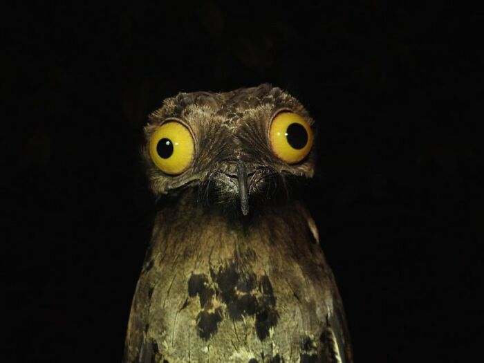 40 Perfectly Timed Wildlife Photos From The Comedy Wildlife Photography Awards