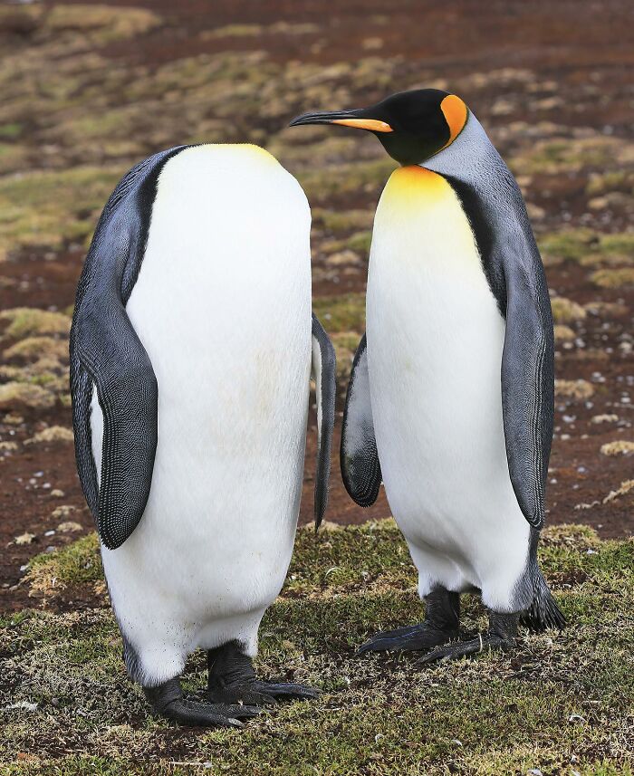 40 Perfectly Timed Wildlife Photos From The Comedy Wildlife Photography Awards