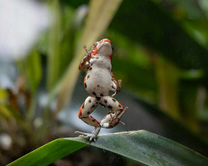 40 Perfectly Timed Wildlife Photos From The Comedy Wildlife Photography Awards