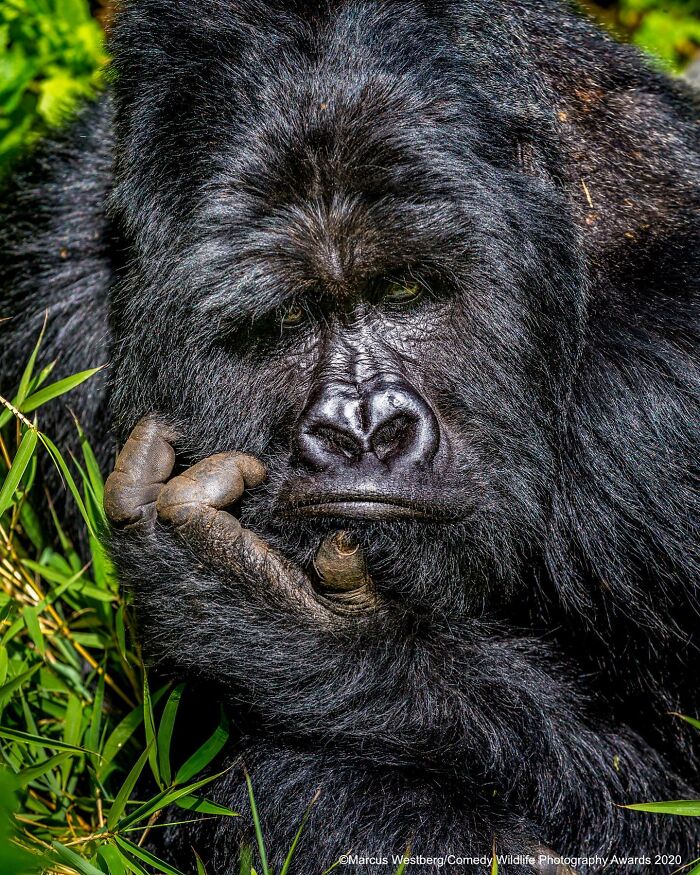 40 Perfectly Timed Wildlife Photos From The Comedy Wildlife Photography Awards