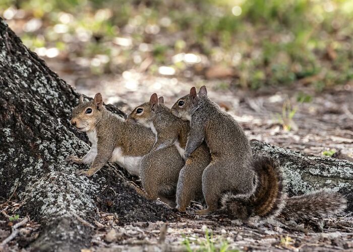 40 Perfectly Timed Wildlife Photos From The Comedy Wildlife Photography Awards