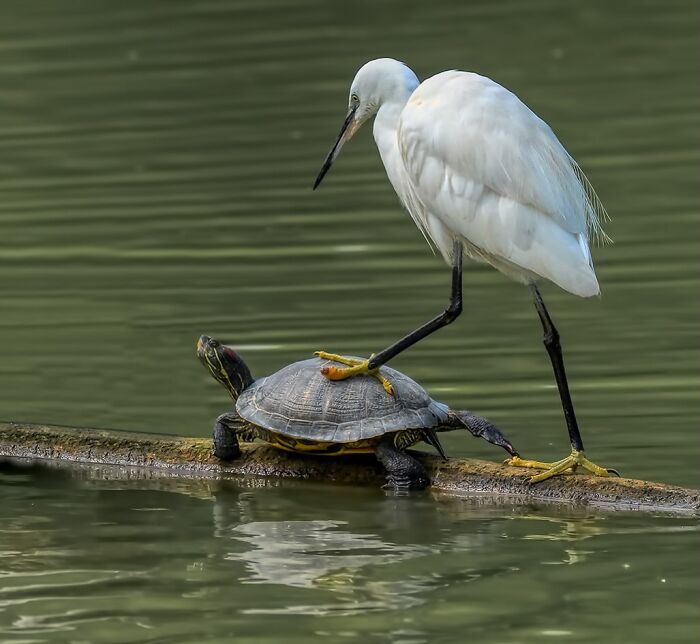 40 Perfectly Timed Wildlife Photos From The Comedy Wildlife Photography Awards