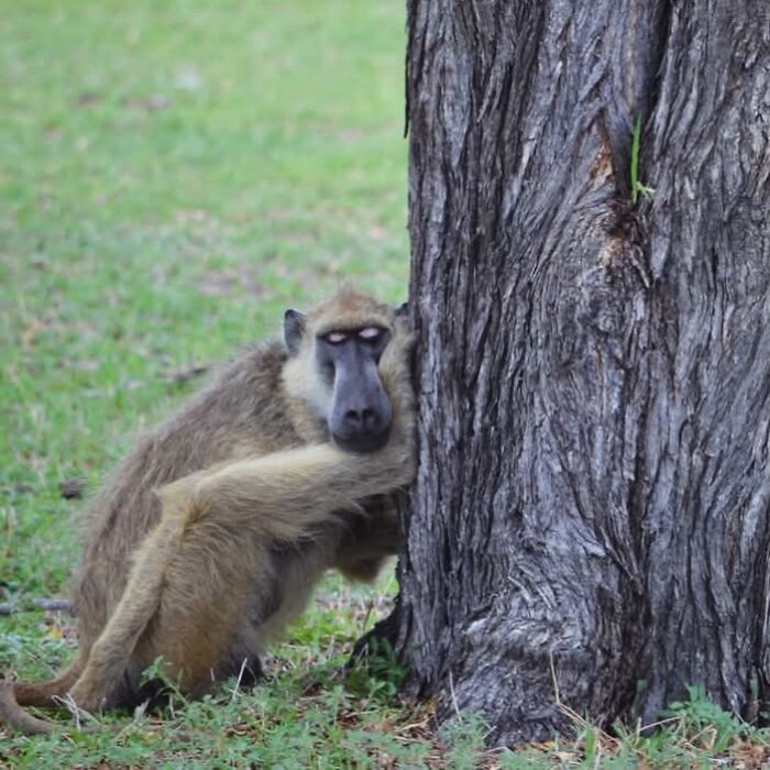 40 Perfectly Timed Wildlife Photos From The Comedy Wildlife Photography Awards