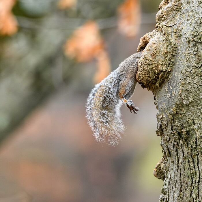40 Perfectly Timed Wildlife Photos From The Comedy Wildlife Photography Awards