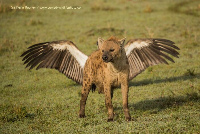 40 Perfectly Timed Wildlife Photos From The Comedy Wildlife Photography Awards