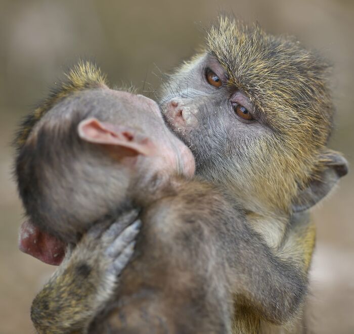 40 Perfectly Timed Wildlife Photos From The Comedy Wildlife Photography Awards