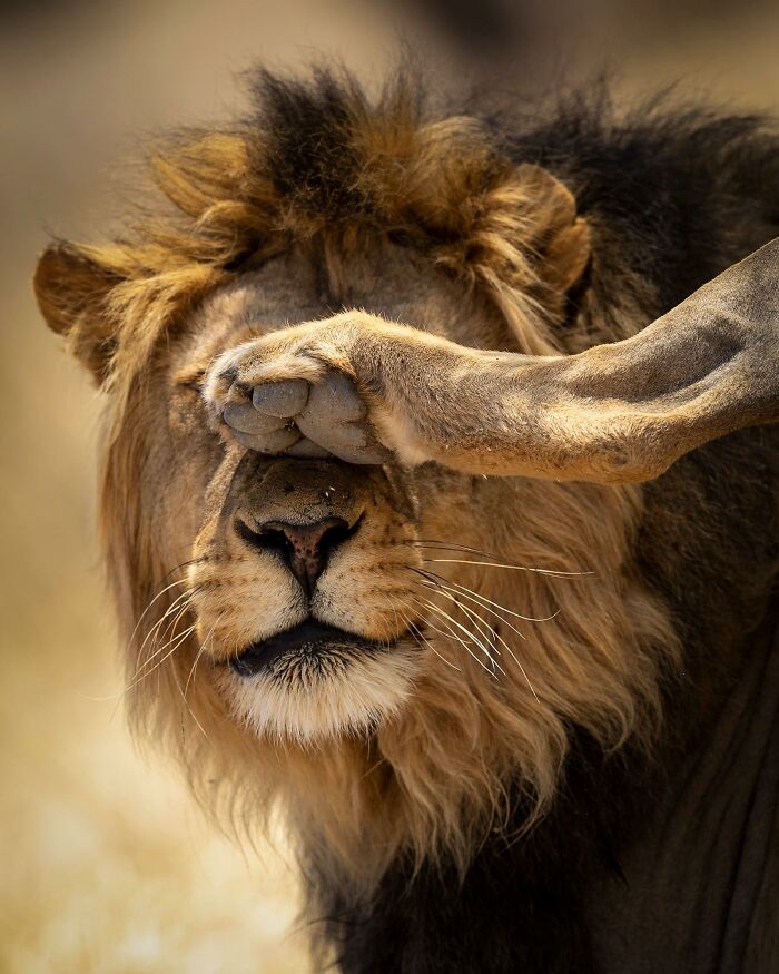 40 Perfectly Timed Wildlife Photos From The Comedy Wildlife Photography Awards