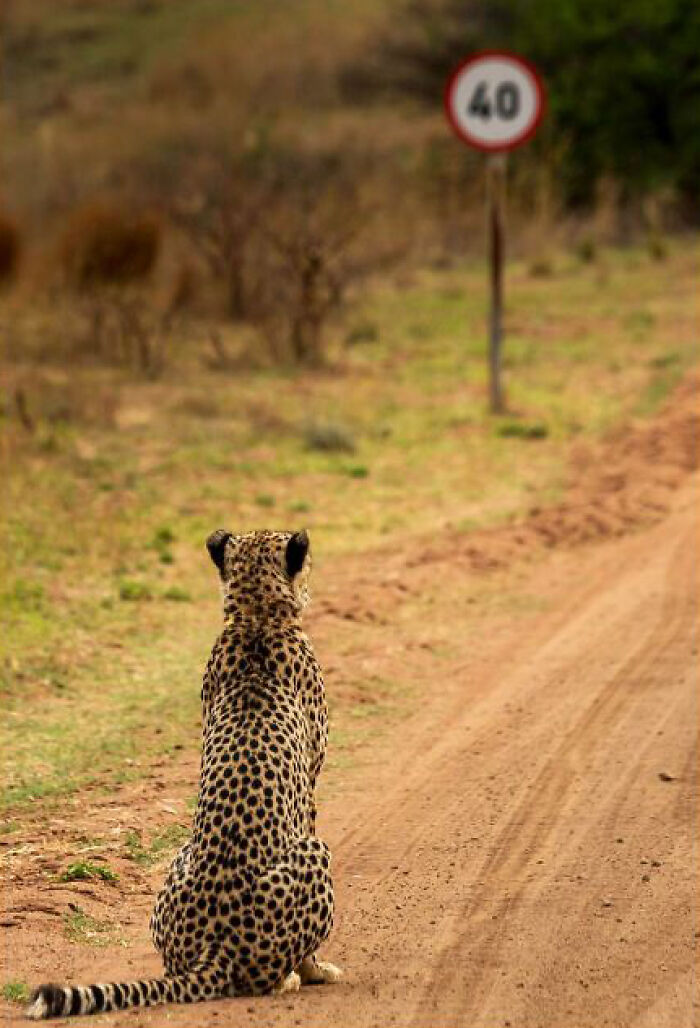 40 Perfectly Timed Wildlife Photos From The Comedy Wildlife Photography Awards