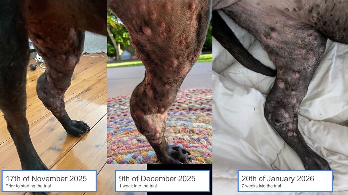 Determined Guy Teams Up With AI To Create Cancer Vaccine For Beloved Dog, Succeeds Against All Odds