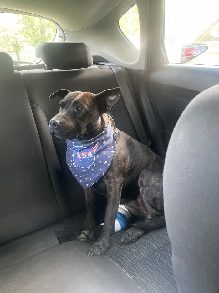 Determined Guy Teams Up With AI To Create Cancer Vaccine For Beloved Dog, Succeeds Against All Odds