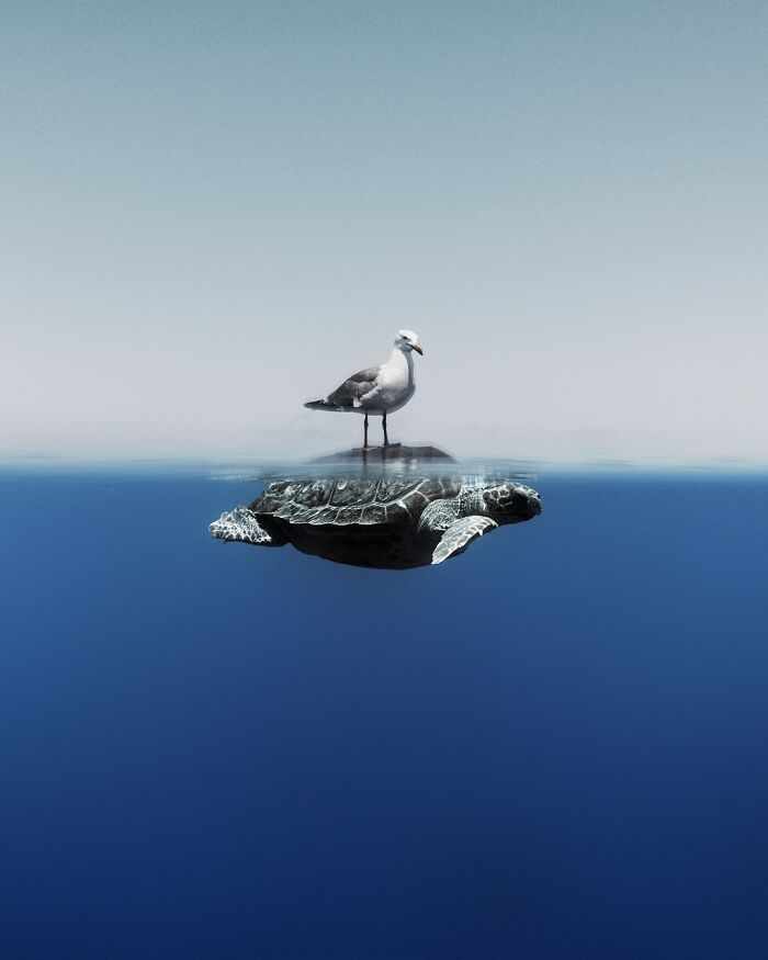 The Best Of &lsquo;The Ocean Photographer Of The Year&rsquo; Awards In 51 Stunning Photos