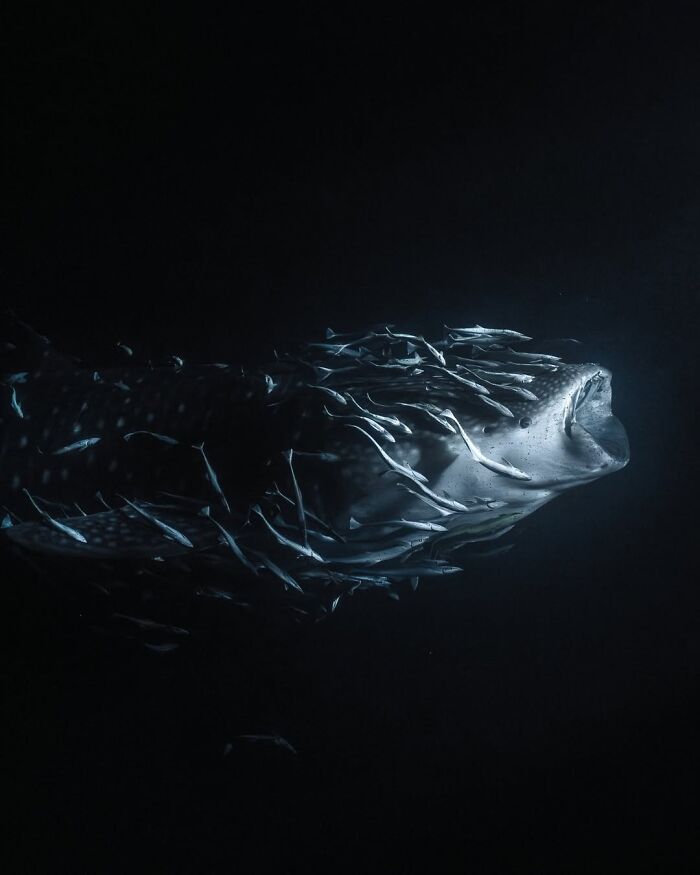 The Best Of &lsquo;The Ocean Photographer Of The Year&rsquo; Awards In 51 Stunning Photos