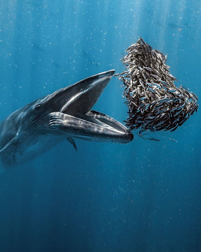The Best Of &lsquo;The Ocean Photographer Of The Year&rsquo; Awards In 51 Stunning Photos