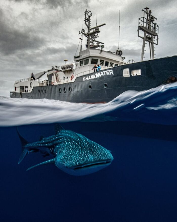 The Best Of &lsquo;The Ocean Photographer Of The Year&rsquo; Awards In 51 Stunning Photos