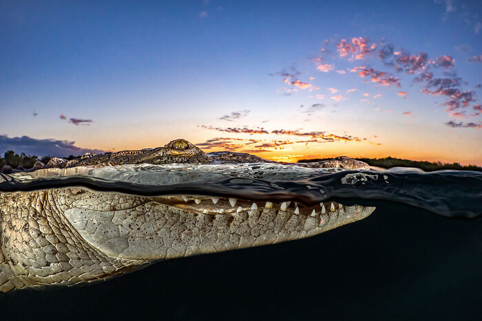 The Best Of &lsquo;The Ocean Photographer Of The Year&rsquo; Awards In 51 Stunning Photos