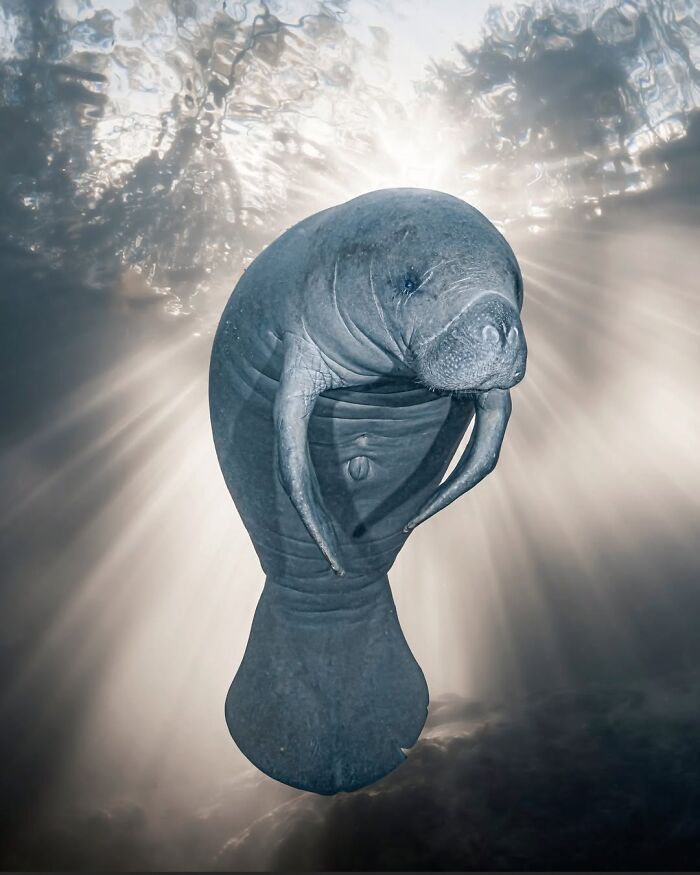 The Best Of &lsquo;The Ocean Photographer Of The Year&rsquo; Awards In 51 Stunning Photos