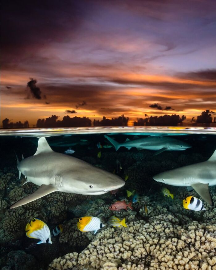 The Best Of &lsquo;The Ocean Photographer Of The Year&rsquo; Awards In 51 Stunning Photos