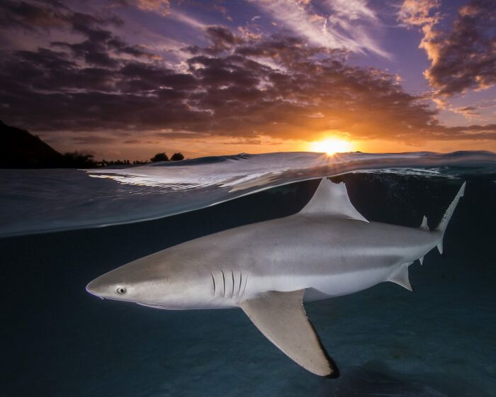 The Best Of &lsquo;The Ocean Photographer Of The Year&rsquo; Awards In 51 Stunning Photos