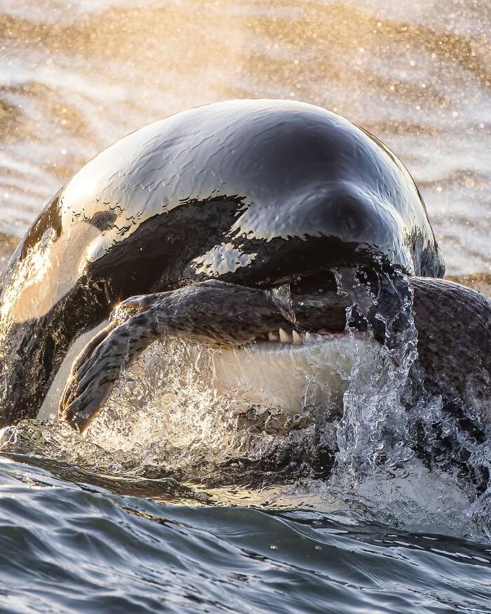The Best Of &lsquo;The Ocean Photographer Of The Year&rsquo; Awards In 51 Stunning Photos