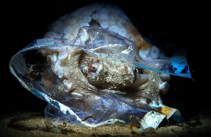 The Best Of &lsquo;The Ocean Photographer Of The Year&rsquo; Awards In 51 Stunning Photos
