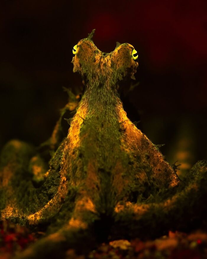 The Best Of &lsquo;The Ocean Photographer Of The Year&rsquo; Awards In 51 Stunning Photos