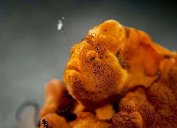 The Best Of &lsquo;The Ocean Photographer Of The Year&rsquo; Awards In 51 Stunning Photos