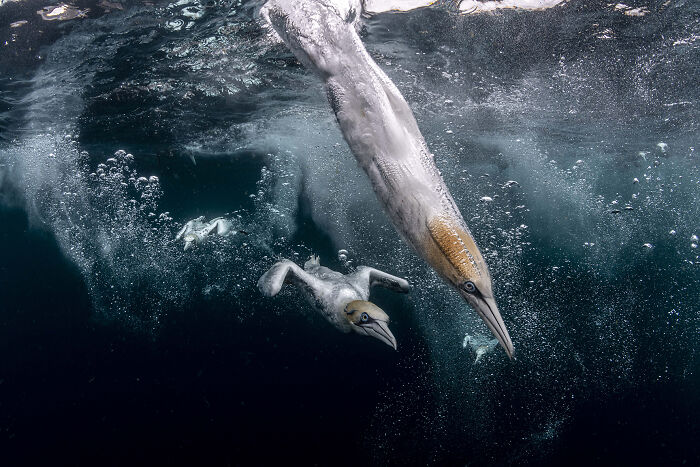 The Best Of &lsquo;The Ocean Photographer Of The Year&rsquo; Awards In 51 Stunning Photos