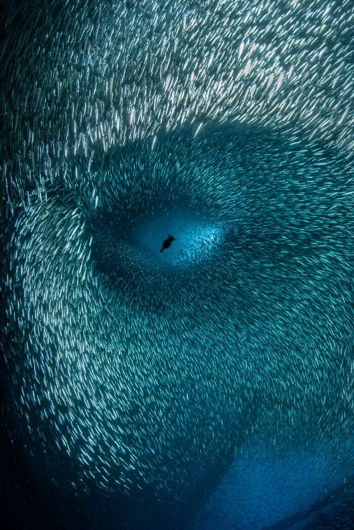 The Best Of &lsquo;The Ocean Photographer Of The Year&rsquo; Awards In 51 Stunning Photos