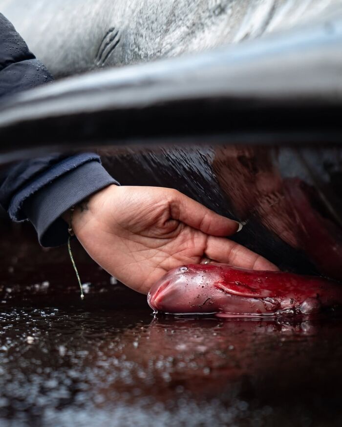 The Best Of &lsquo;The Ocean Photographer Of The Year&rsquo; Awards In 51 Stunning Photos