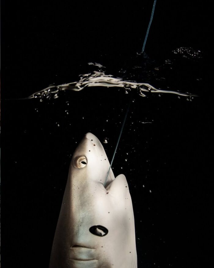 The Best Of &lsquo;The Ocean Photographer Of The Year&rsquo; Awards In 51 Stunning Photos