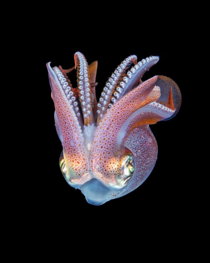 The Best Of &lsquo;The Ocean Photographer Of The Year&rsquo; Awards In 51 Stunning Photos