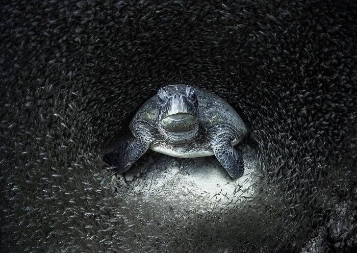 The Best Of &lsquo;The Ocean Photographer Of The Year&rsquo; Awards In 51 Stunning Photos