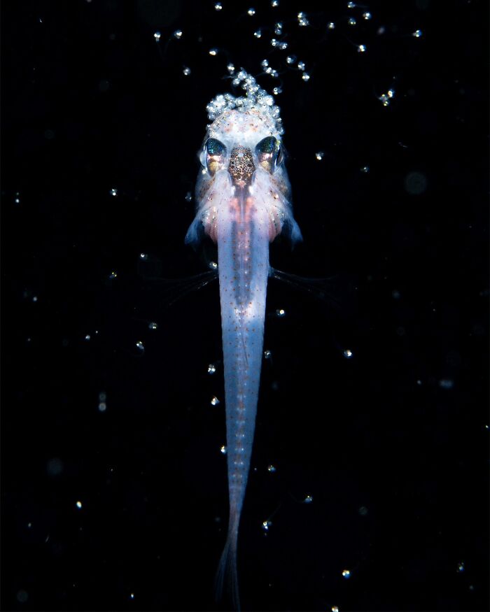 The Best Of &lsquo;The Ocean Photographer Of The Year&rsquo; Awards In 51 Stunning Photos