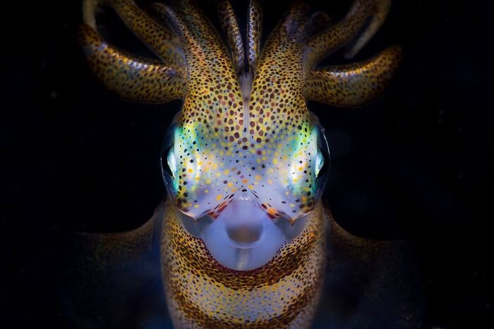 The Best Of &lsquo;The Ocean Photographer Of The Year&rsquo; Awards In 51 Stunning Photos