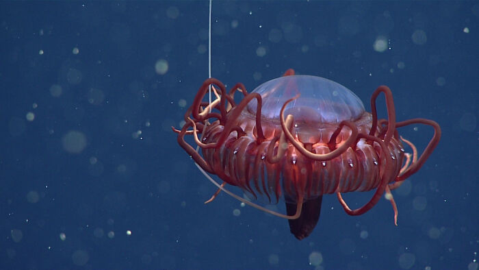 30 Alien-Like Deep-Sea Creatures Documented By MBARI