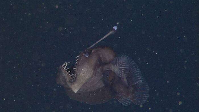 30 Alien-Like Deep-Sea Creatures Documented By MBARI