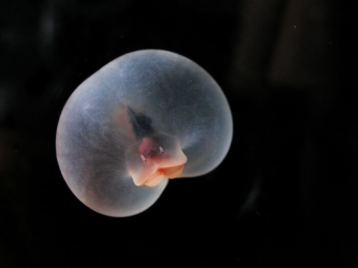 30 Alien-Like Deep-Sea Creatures Documented By MBARI